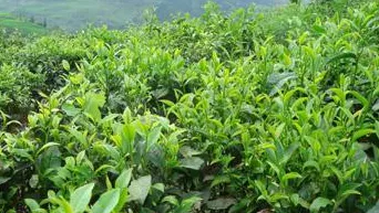 屏边县“红河州特色名优茶”开发助农增收 