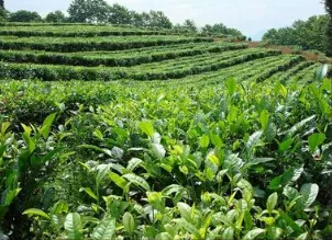 保山龙陵县7月上旬夏茶生产动态分析