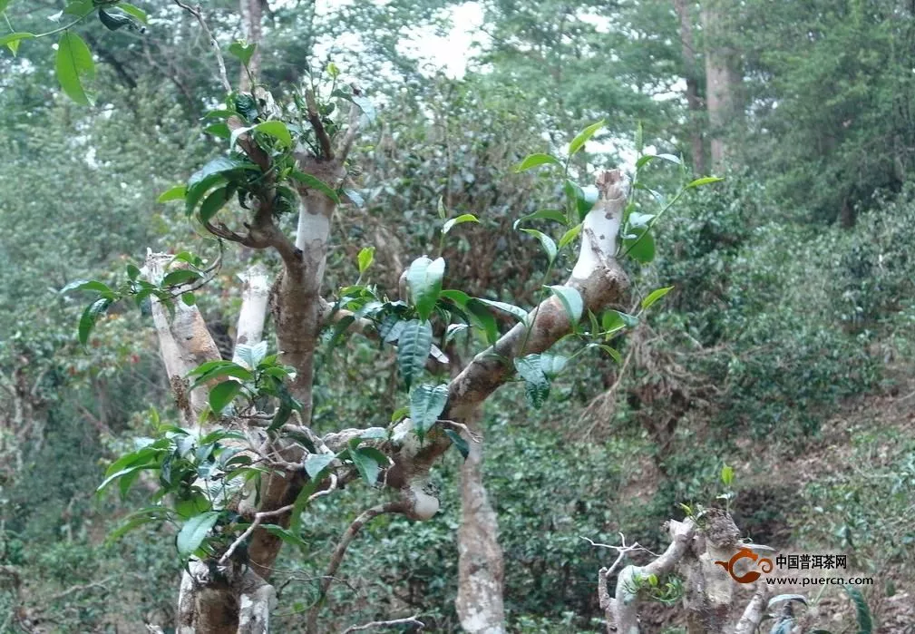 普洱茶投資分析：關(guān)于高價茶的后期價值