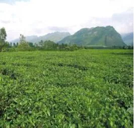 耿马自治县计划2014年茶叶总产量1万吨