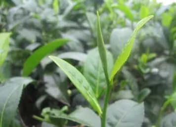 【喝茶段子】重視一直贊不絕口的茶葉