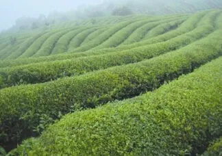 思茅有机茶认证的茶区茶叶步入提质增效快车道 