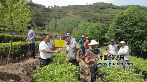 2014年镇沅县实施茶树高密度留养面积2610亩
