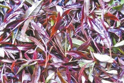 普洱茶中的紫芽与紫鹃