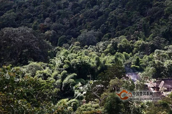 【普洱生活】一天一點(diǎn)普洱──世界最大最古老的茶園