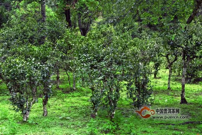 普洱茶投資分析：如何才能做好普洱茶北方市場