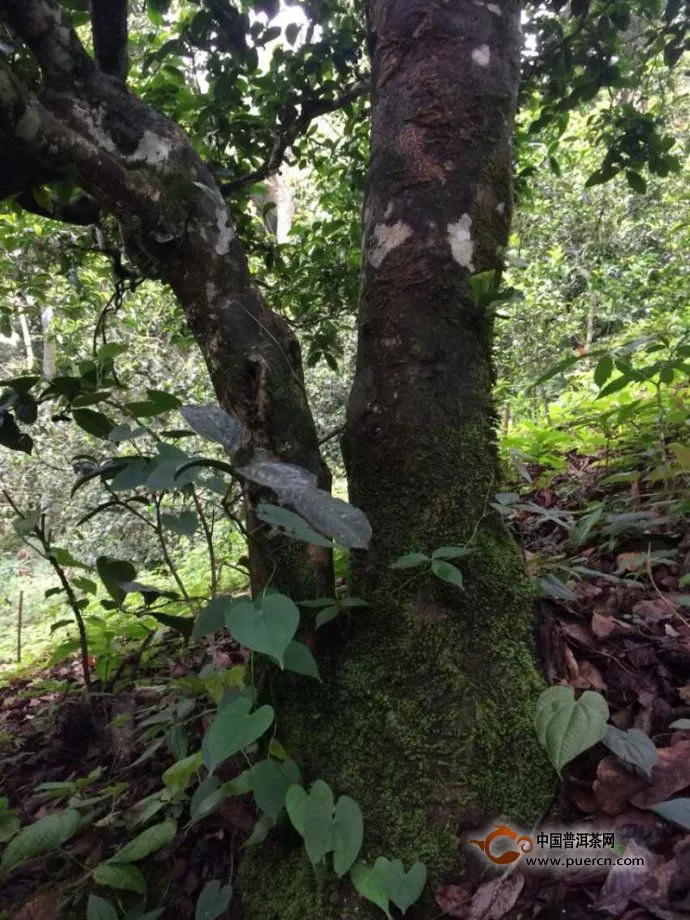 好资源大树茶的绿茶化