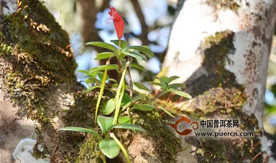 古茶树常见附生植物​