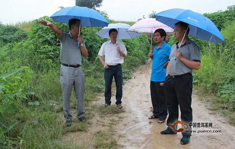 省茶科所专家到勐海县六大茶山指导茶叶良种繁育工作