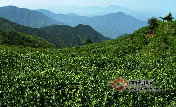 绿茶老大地位难撼动、我国茶叶产量超人均一公斤
