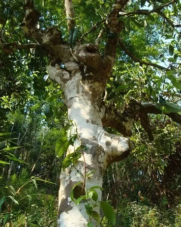 茶驴带你游茶山之（四）拨玛深深深几许 