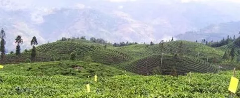 绿春县2014年上半年茶叶生产情况