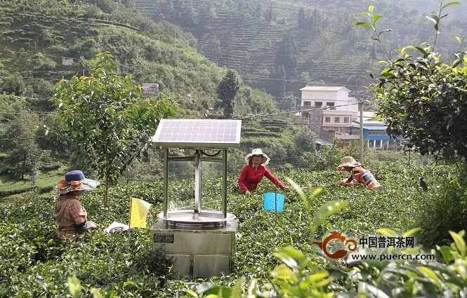 凤庆县农业部门推广茶叶绿色防控技术服务