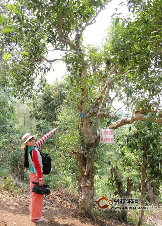 雨婷：幻影重重的普洱茶价，我说真实，你未必同意！