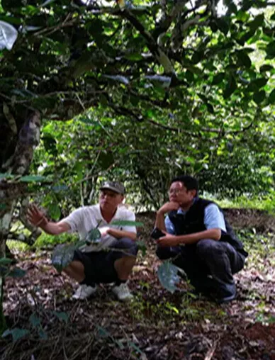 中茶普洱茶山考察，情系勐海！