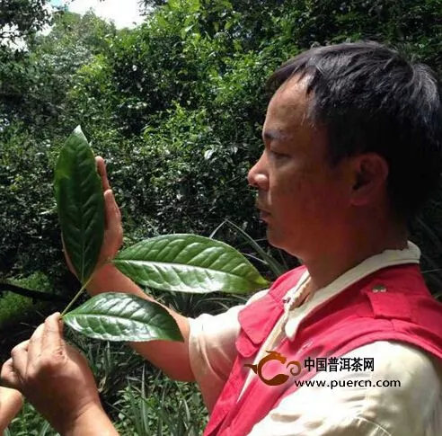 中茶普洱茶山考察，情系勐海！