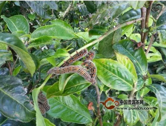 【圖閱】普洱茶生態(tài)了，但茶農(nóng)不好采茶了