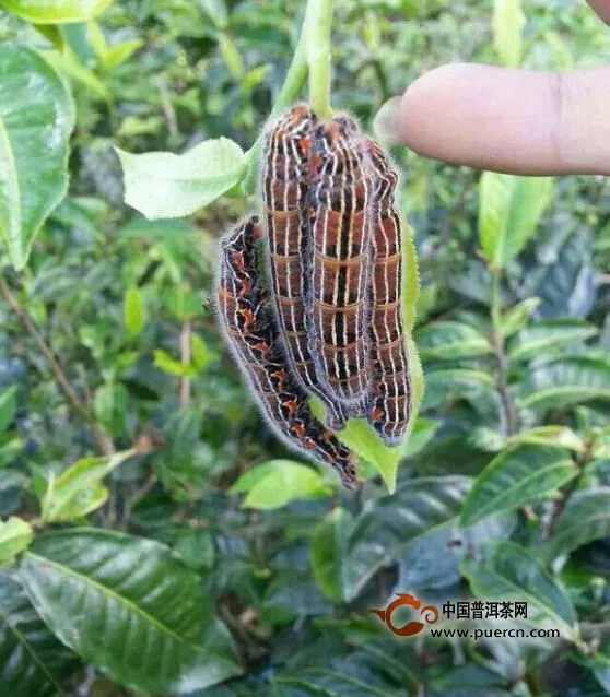 【圖閱】普洱茶生態(tài)了，但茶農(nóng)不好采茶了