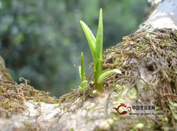 古樹純料茶有8種