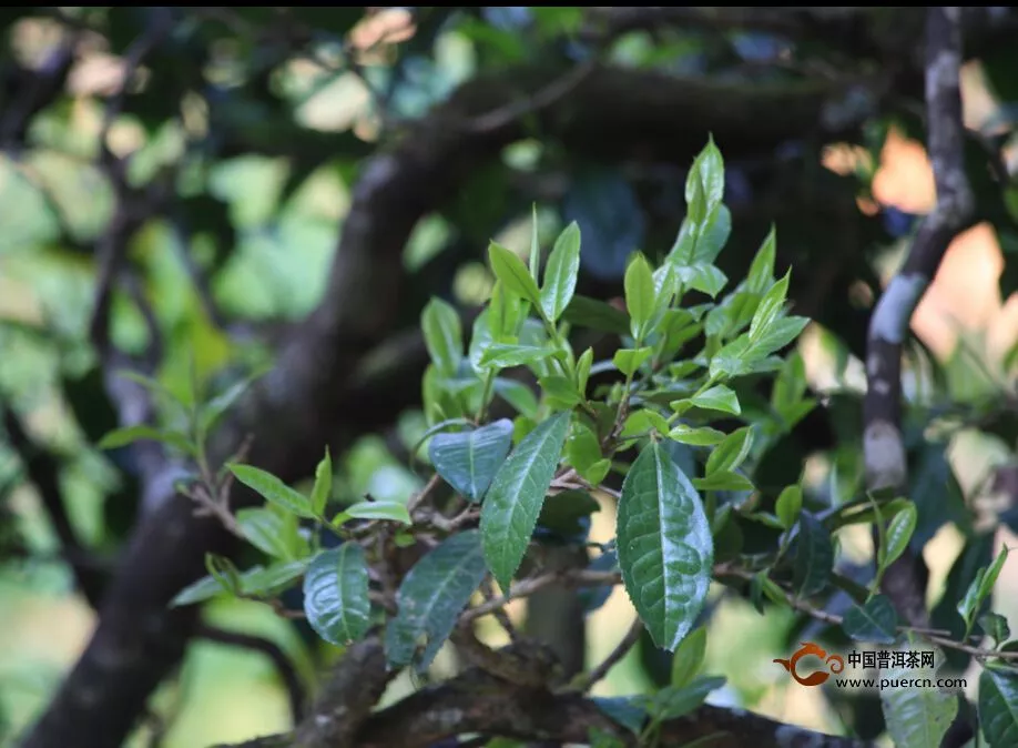 高端普洱茶正在退燒？