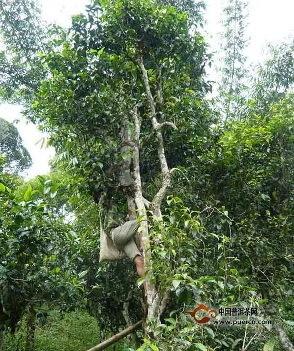 老班章的明天，正朝陽(yáng)光大道走去