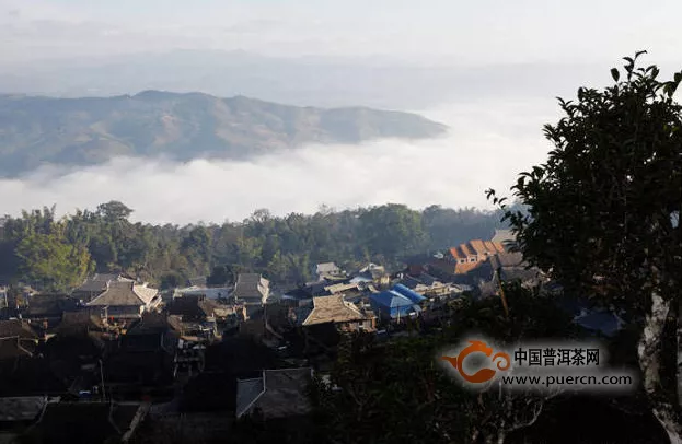 【普洱生活】景邁、芒景，奇妙茶境 (六)