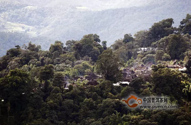 【普洱生活】景邁、芒景，奇妙茶境 (六)