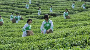 普洱茶的品牌核心谁才是