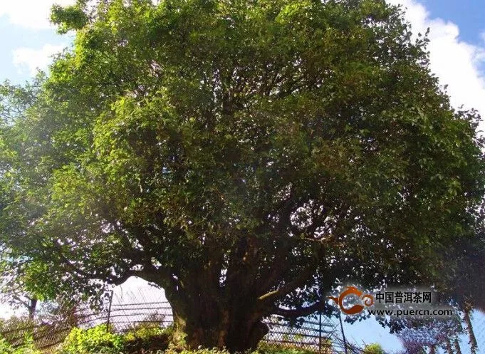 雨林的古茶树，它才是茶叶的祖父