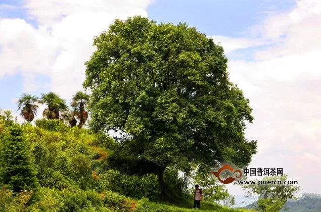 雨林的古茶树，它才是茶叶的祖父