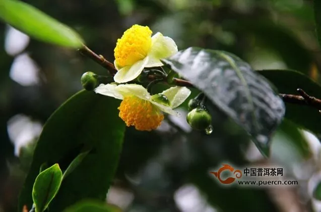 賀開古茶園入選“中國美麗田園名錄” 