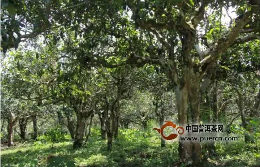 賀開古茶園入選“中國美麗田園名錄” 