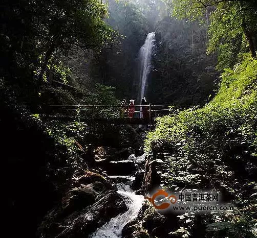 【普洱生活】孟連蚌白克珠尼克山，品一杯娜允紅珍