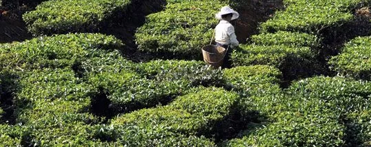 普洱秋茶上市 中低檔茶價格上漲成銷售主力