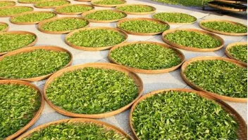 当代普洱茶行业与市场由大益主导，地位不可或缺