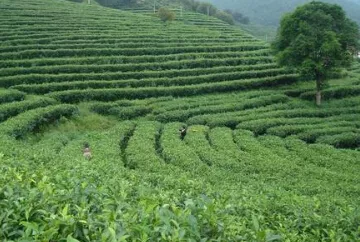 景東縣2014年有機(jī)茶基地轉(zhuǎn)換認(rèn)證工作會召開