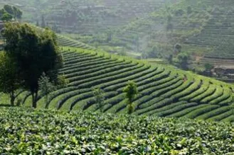 保山市农业综合开发高原特色茶产业发展成效显著