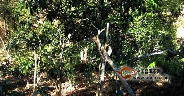 大班章:坝卡囡的古茶树特点及其分布