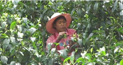 耿马县做实茶叶产业