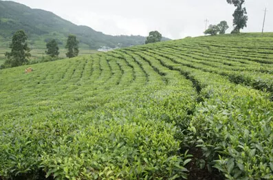耿马县做实茶叶产业
