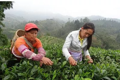 臨翔區(qū)萬(wàn)畝茶園迎來(lái)秋茶采摘高峰