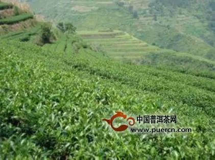 西畴县2014年茶叶生产情况 