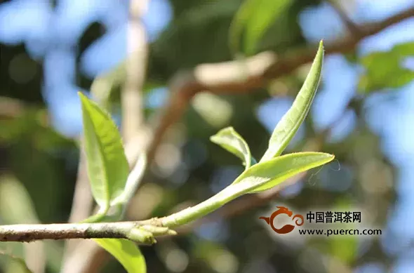 怎樣辨別春茶、夏茶和秋茶？