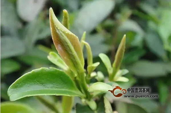 怎樣辨別春茶、夏茶和秋茶？