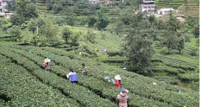 凤庆县凤山镇进一步抓实做优茶叶产业 