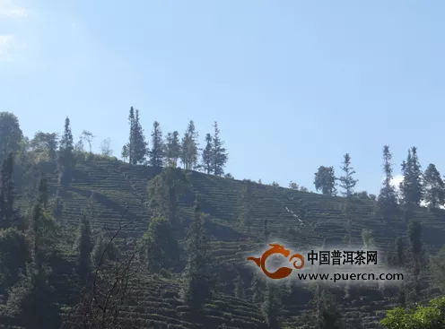 临翔区青龙山1000亩原生态标准化茶园建设进展顺利