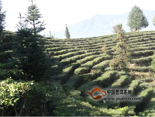 臨翔區(qū)青龍山1000畝原生態(tài)標準化茶園建設(shè)進展順利