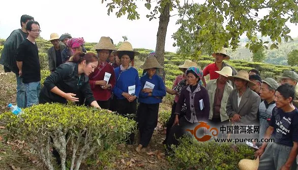 绿春县农业局茶技员开展茶叶种植管理技术培训