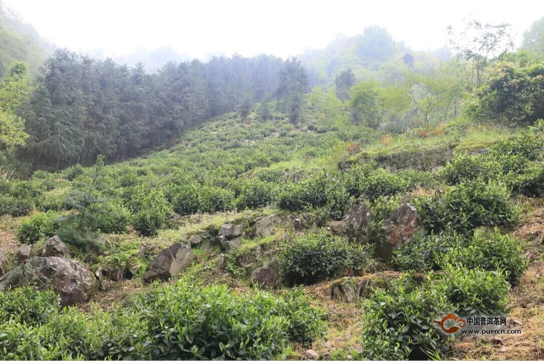 【今日话题】第十九期：普洱茶那些摸不着头脑的名词