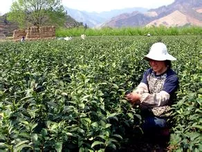 浙江淳安縣茶葉產(chǎn)業(yè)已成為農(nóng)村經(jīng)濟的"頂梁柱"